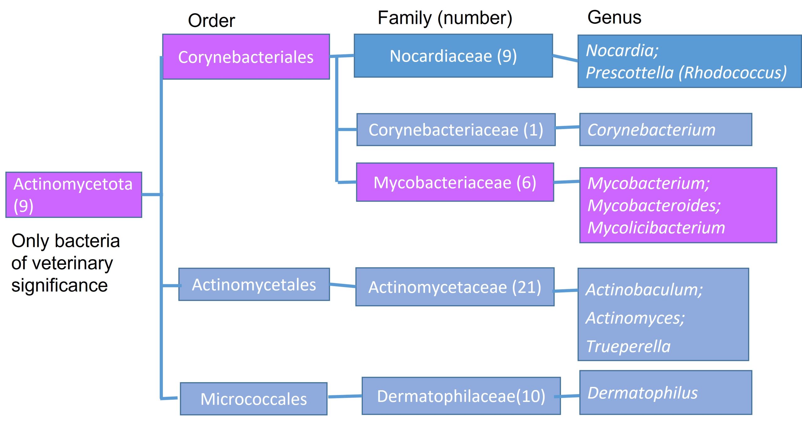 Phylogenetic tree of Mycobacterium and related genera