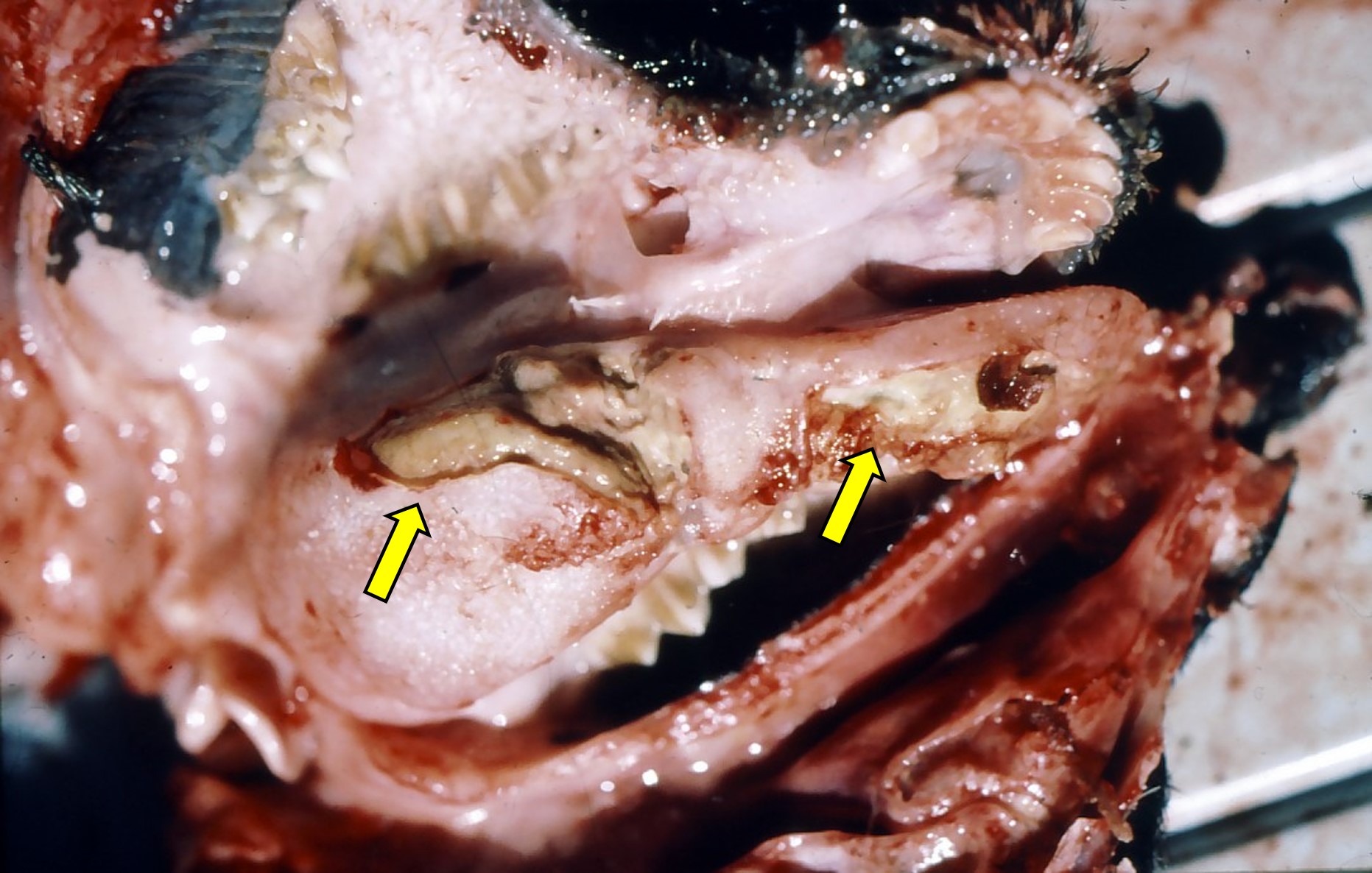 Necrosis of the tongue in a goat caused by Fusobacterium necrophorum