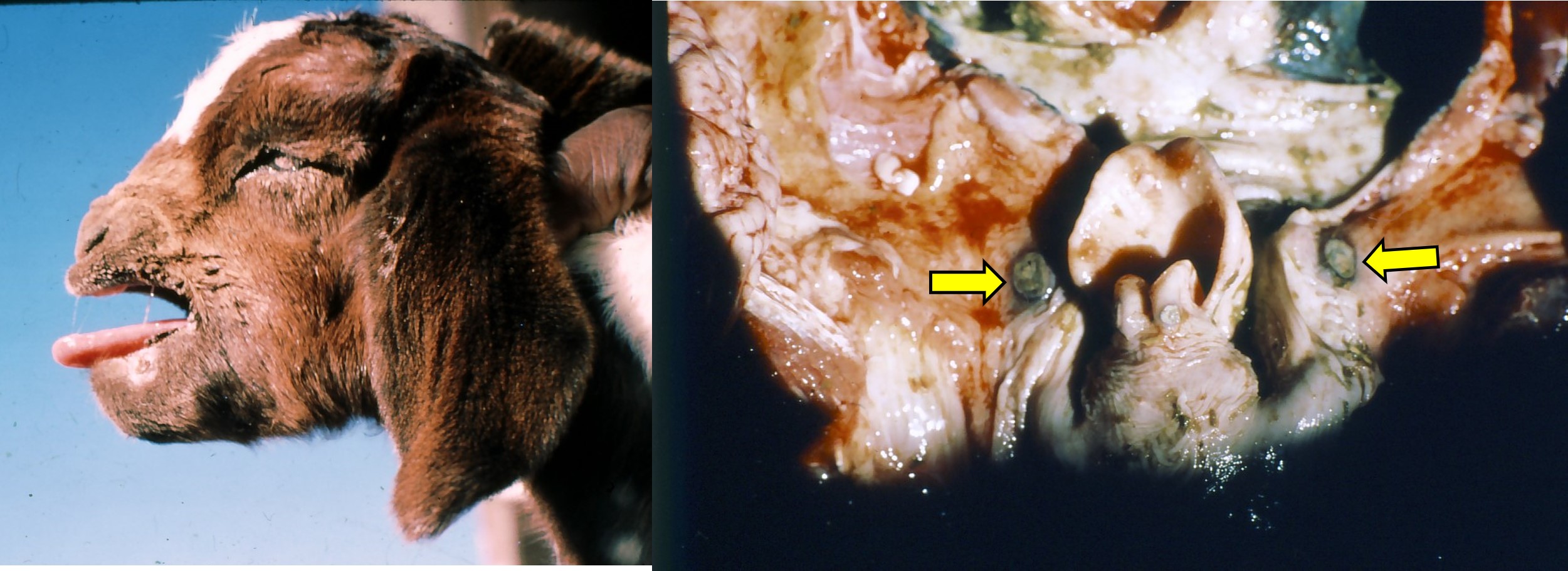 Damage to the oral mucosae in calves, lambs and kids kept in muddy and faecal-rich environments can result in necrotic stomatitis and laryngitis as seen in the picture on the right.