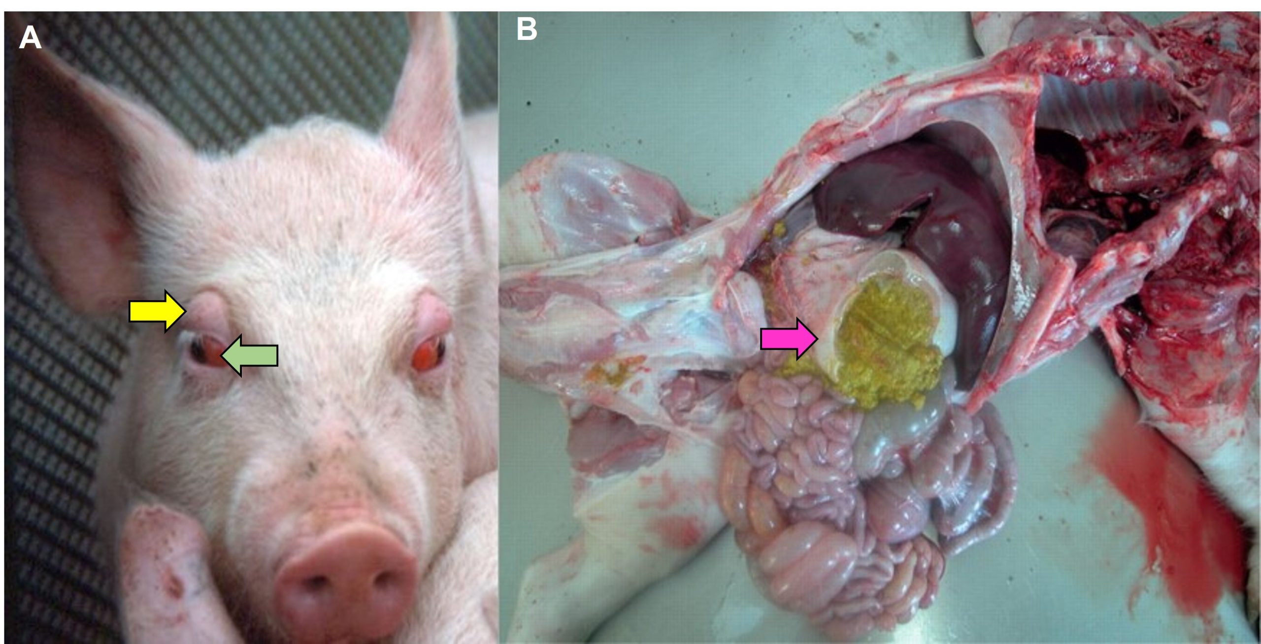 Oedema Disease in piglets. Picture A: subcutaneous swelling of the eyelids (yellow arrow) and nictitating membrane (green arrow); Picture B: odema of the stomach submucosa (pink arrow). and swelling of the stomach submucosa (right picture)