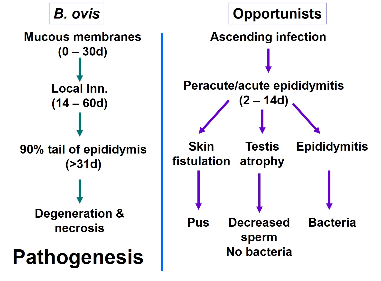 Flow chart comparing the pathogenese of the different agents of ovine epididymitis
