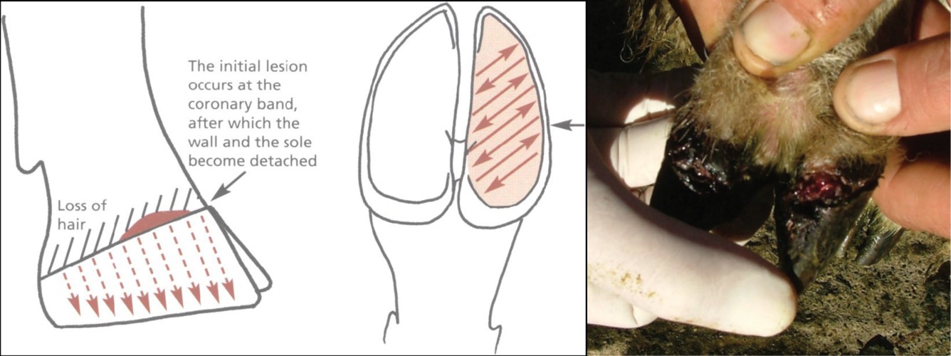 The pathogenesis of contagious digital dermatitis of sheep caused by a Treponema species