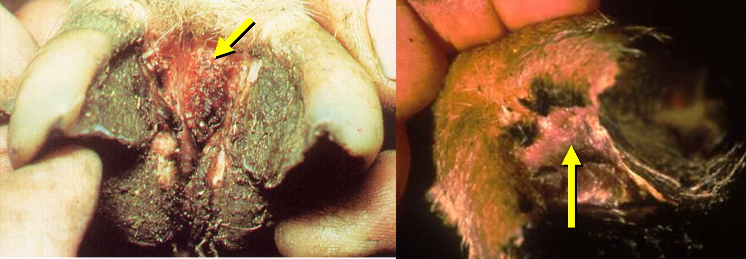 Ovine interdigital dermatitis, a precursor to a number of foot condition including foot rot and hoof abscess