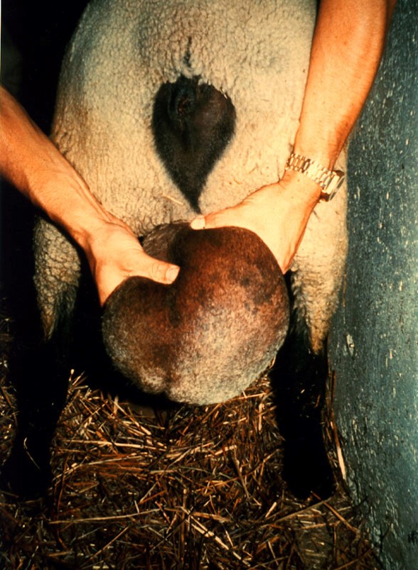 Examination of the scrotum of a ram