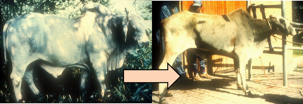 Johne's disease in an imported bull. The picture on the left shows the bull when he arrived in the country and the picture on the right, him after a few months. The stress of transport activated the disease. He gradually lost weight as the lesions in the ileum progressed resulting in malabsorption, diarrhoea and hypoproteinaemia.