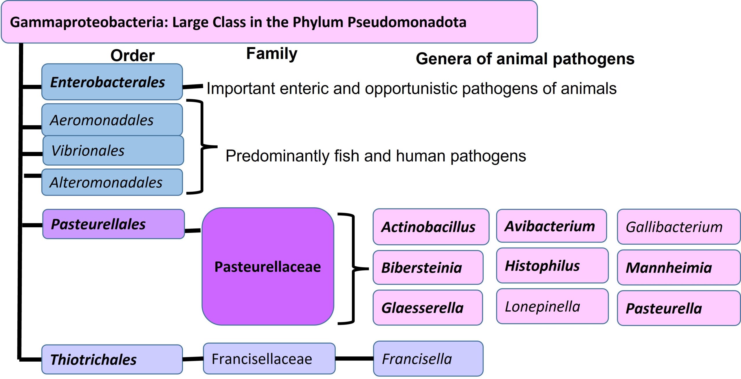 Phylogeny of the Pasteurellaceae. This important Family contains mucosal inhabitants that are often responsible for respiratory tract disease
