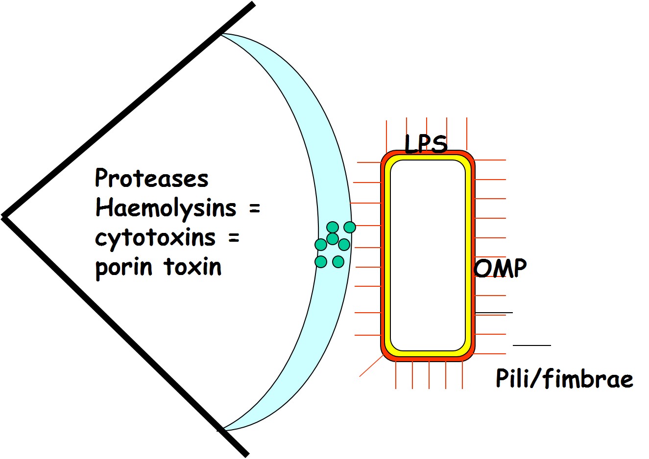 Moraxella is able to attach to the cornea of the eye and produce proeases that break down keratin creating erosions and ulcerations on the cornea.