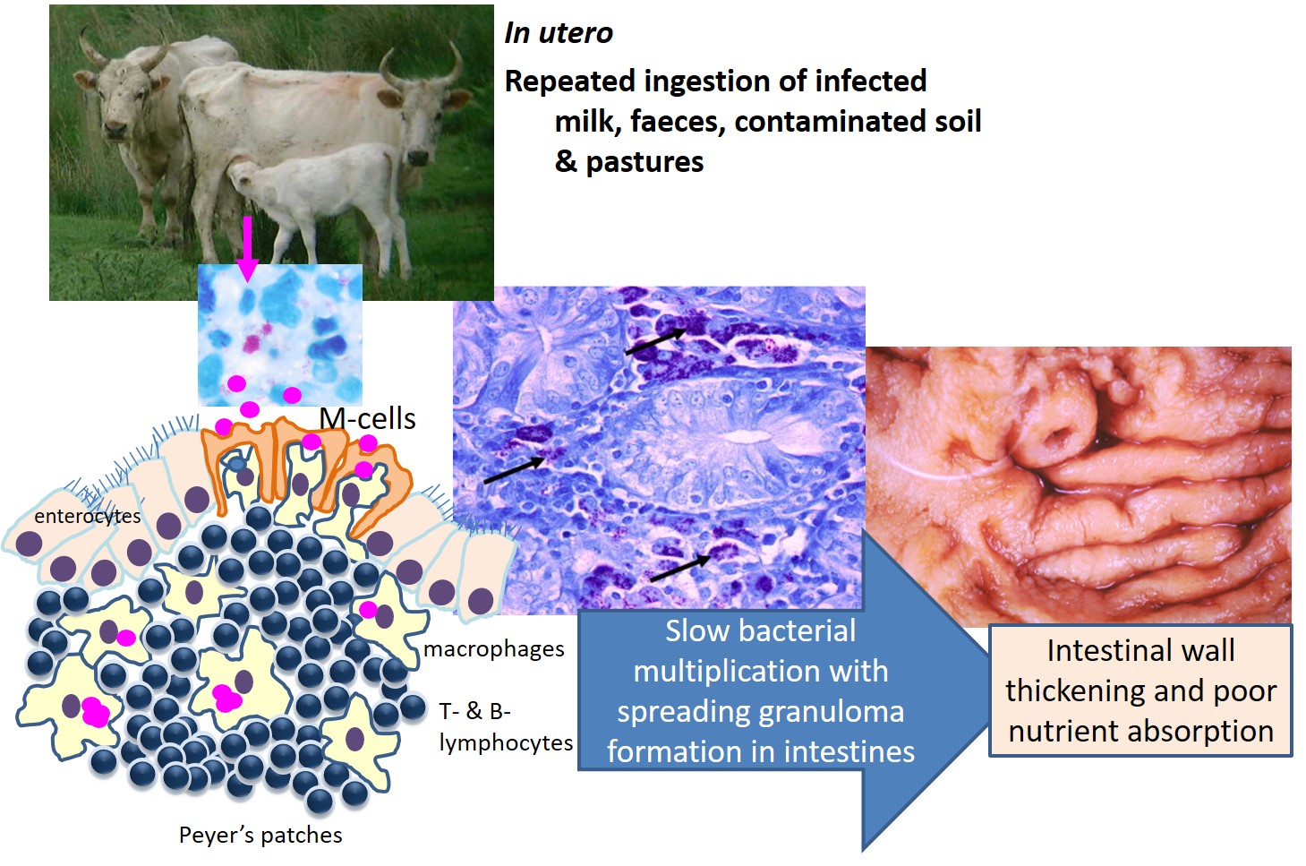 Pathogenesis of Johne's disease in animals