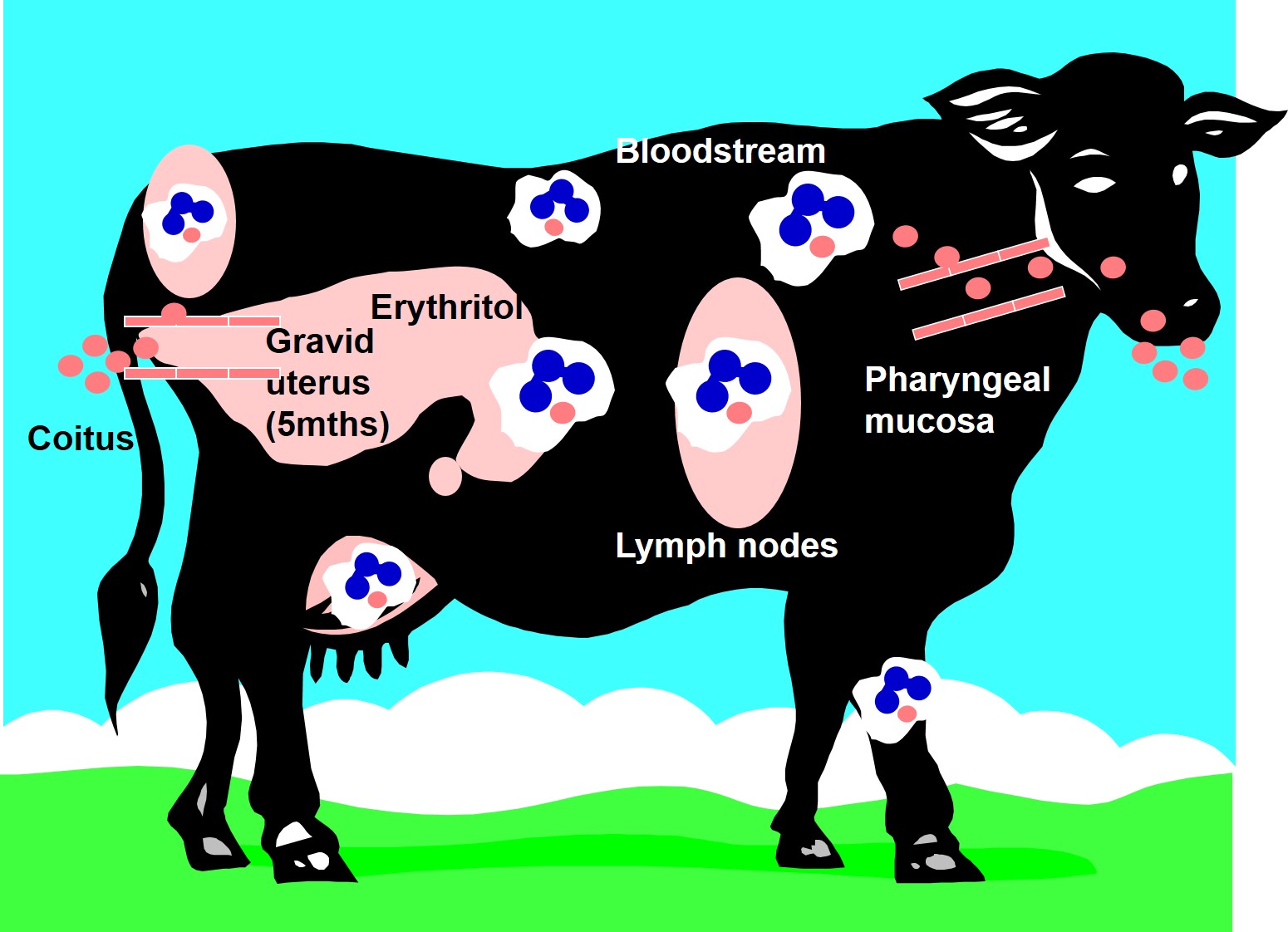Pathogenesis of brucella in animals