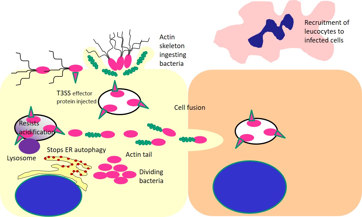 Diagram showing the cellular entry of B. pseudomallei, its survival and escape from the phagolysosome and movement into other cells. The bacteria will also stop autophagy of the cell. This movement stimulates cell fusion with the formation of multinucleate giant cells.