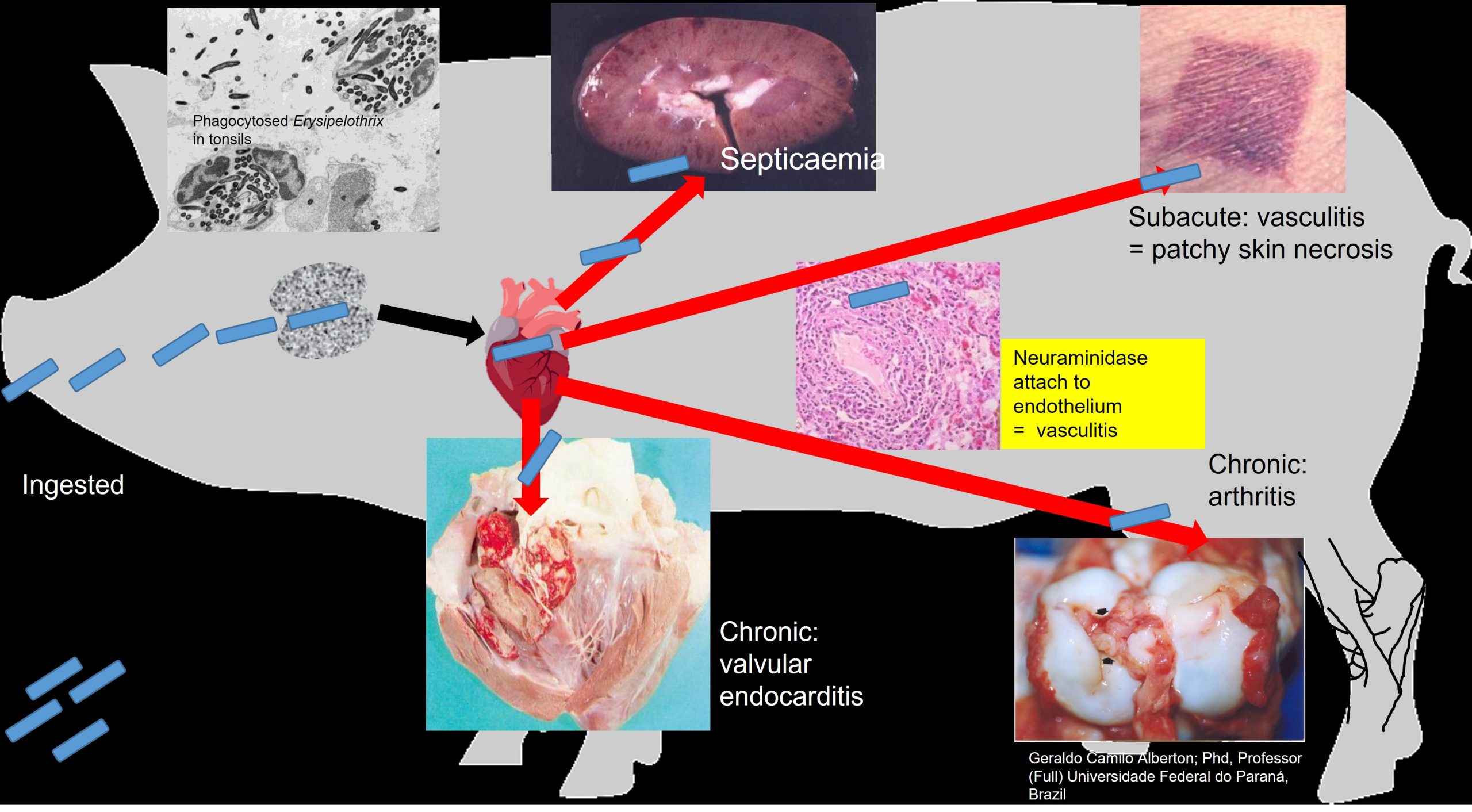 Pathogenesis of Erysipelothrix rhusiopathiae in pigs