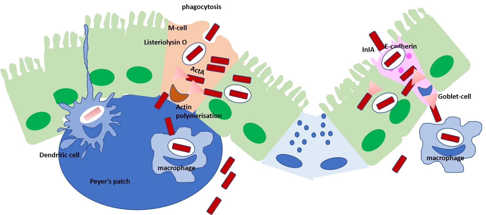 Intracellular invasion and cell movement by Listeria