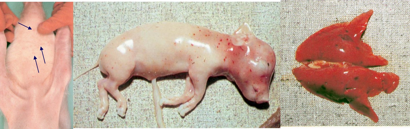 Evidence of peracute leptospirosis showing intravascular haemolysis in a piglet and a pig foetus. The arrows point to skin petechiae in the neonate. Red petechiae are present on the skin of the pig foetus and as dark red ecchymoses in the lungs of a pig foetus. People can also get the peracute form of leptospirosis known as Weil's disease. However, it is rare.