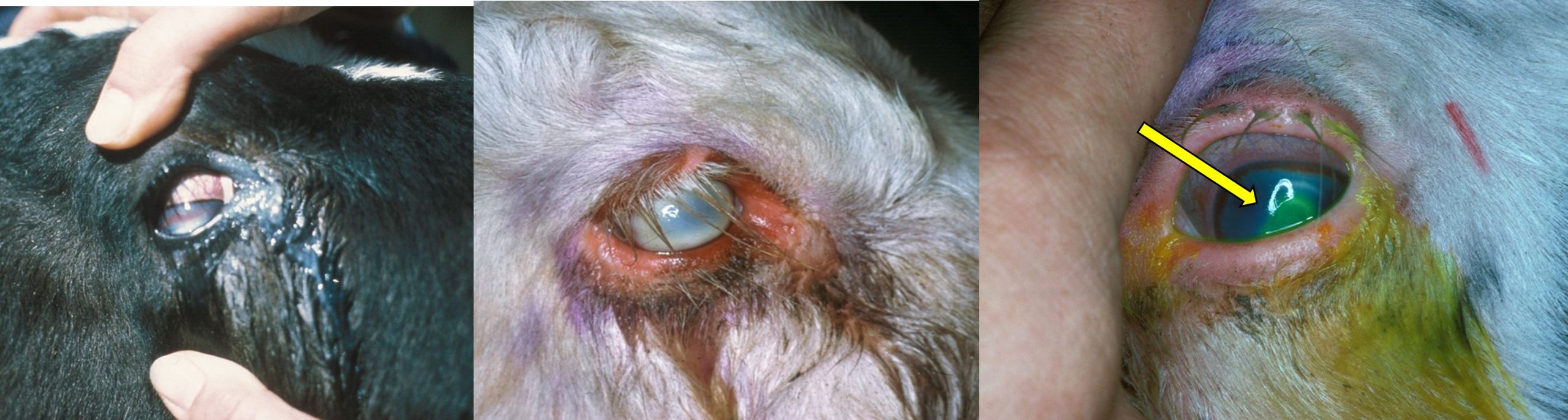 Infectious keratoconjunctivitis in cattle. The picture on the left shows some neovasculisation of the corneal ulcer. The picture on the right shows fluorescein staining of the a corneal ulcer