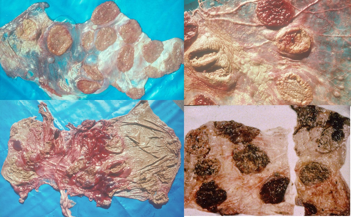 Placentitis in cows caused by Brucella abortus