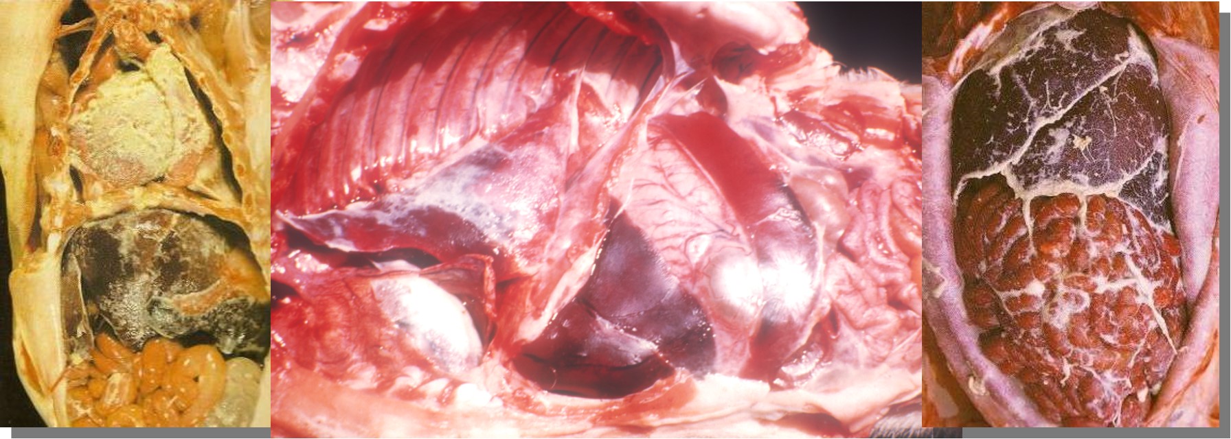 Polyserositis in piglets. Note the fibrin accumulations on the pleura, the pericardial sac and abdominal viscera.
