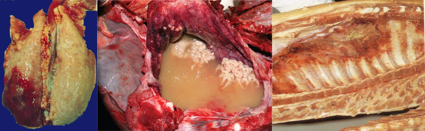 Porcine pleuropneumonia lesions. All pictures indicate a pleuritis. The picture on the left shows raised lung lesion on the dorso-caudal aspects of the left lung.