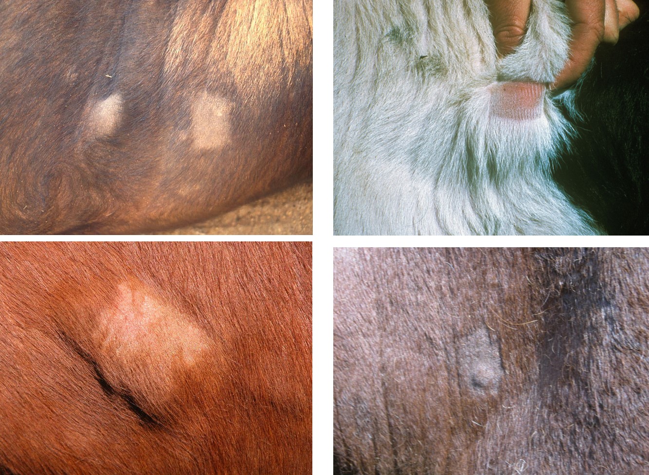 Appearance of the intradermal test 48 hours after the PPD was injected. Cardinal signs of inflammation will be noted. Swelling, heat and redness. Note that animals with long-standing disease may only develop small hard swellings. Thus it is important to compare the thickness of the injected site with healthy adjacent skin with a calipers (as shown in the picture above)