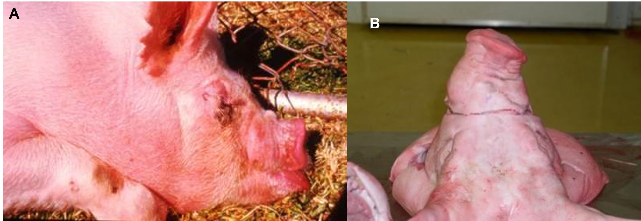 Picture A - Tear staining of the eye and a shortened snout in a pig severely affected with atrophic rhinitis. Picture B- Deviated snout in a euthanased pig due to nasal bone remodelling. The cut shows the level where the snot should be cut for snout scoring