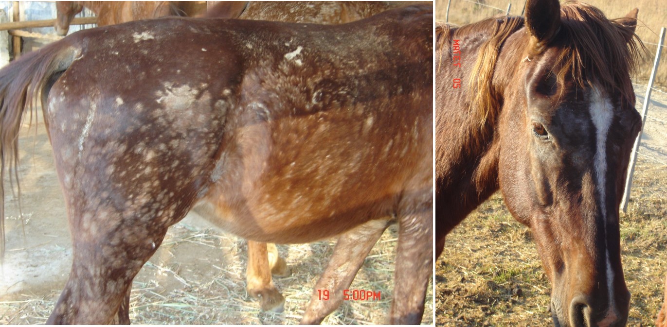 Rain scald/dermatophilosis in horses