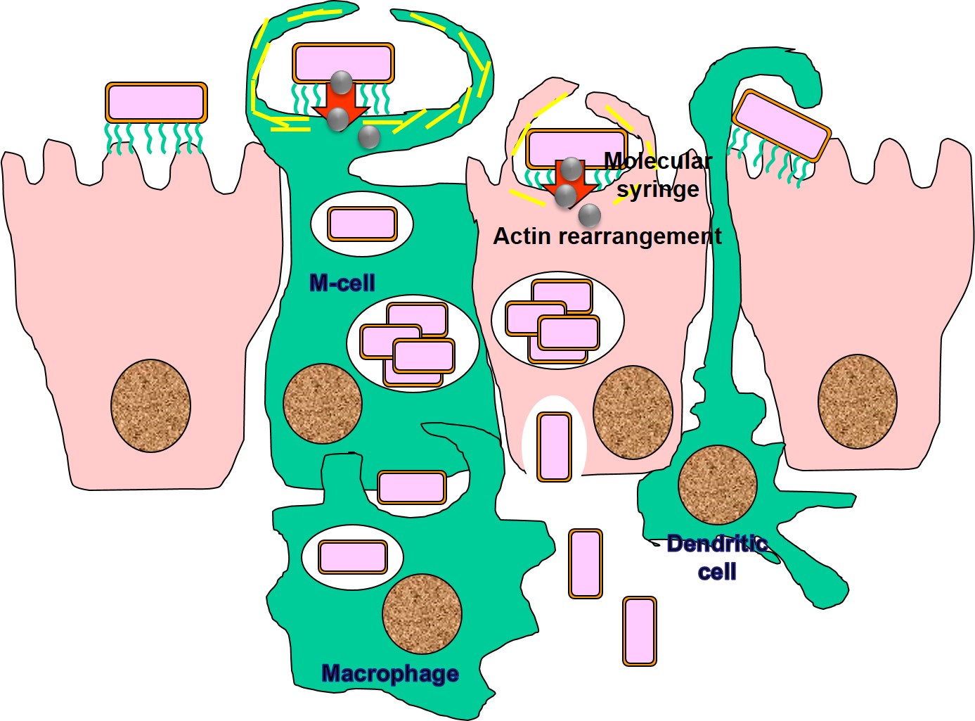 Diagram representing methods of salmonellae entry into cells and dissemination using phagocytes. Refer to the notes for an explanation.