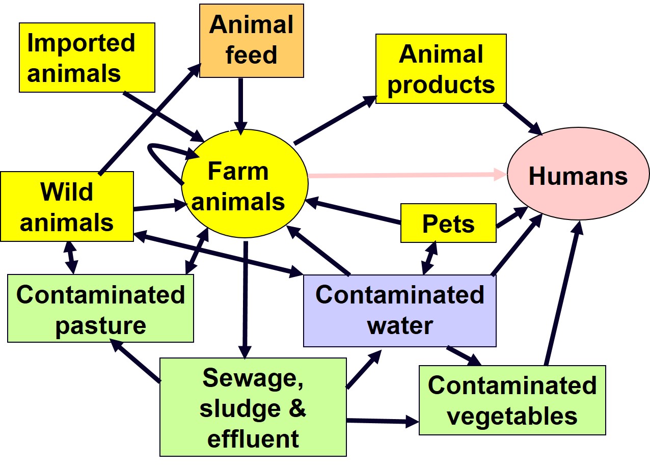 The intricate web of salmonellae dissemination and faecal-oral transmission.