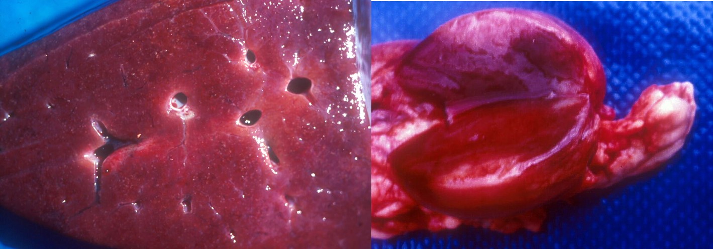 Disseminated necrotic foci in the liver (left) and an enlarged congested mesenteric lymph node of a sheep that had contracted salmonellosis