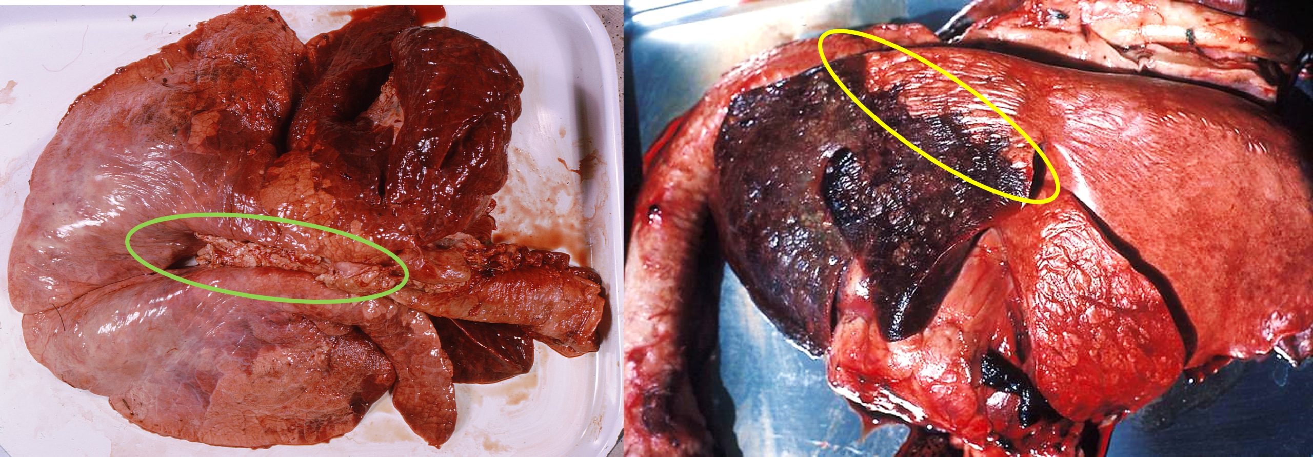 Ideal tissues biopsies to detect cows suffering from bronchopneumonia. On the left mediastinal lymph nodes (also bronchial lymph nodes) on the right, caudal part of lung that includes healthy tissue.