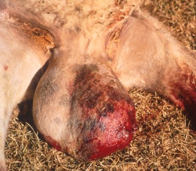scrotum fistula
