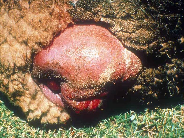 Swelling of the perineal area of a ewe that recently gave birth