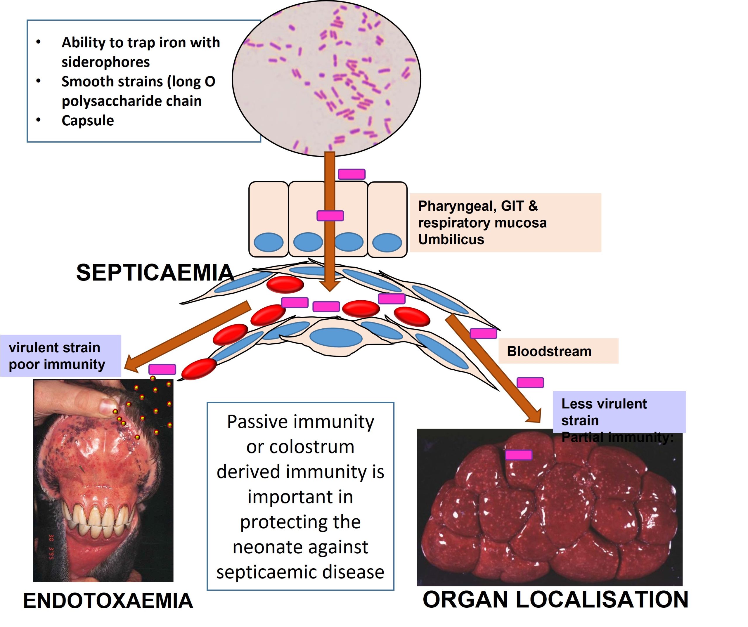 Diagram illustrating the pathogenesis of septicaemia for the Enterobacteriales