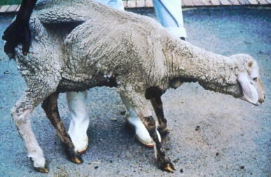 Johne's disease in a ewe. Note her emaciation and faecal staining of the legs. She was still very hungry and ate whatever she could.