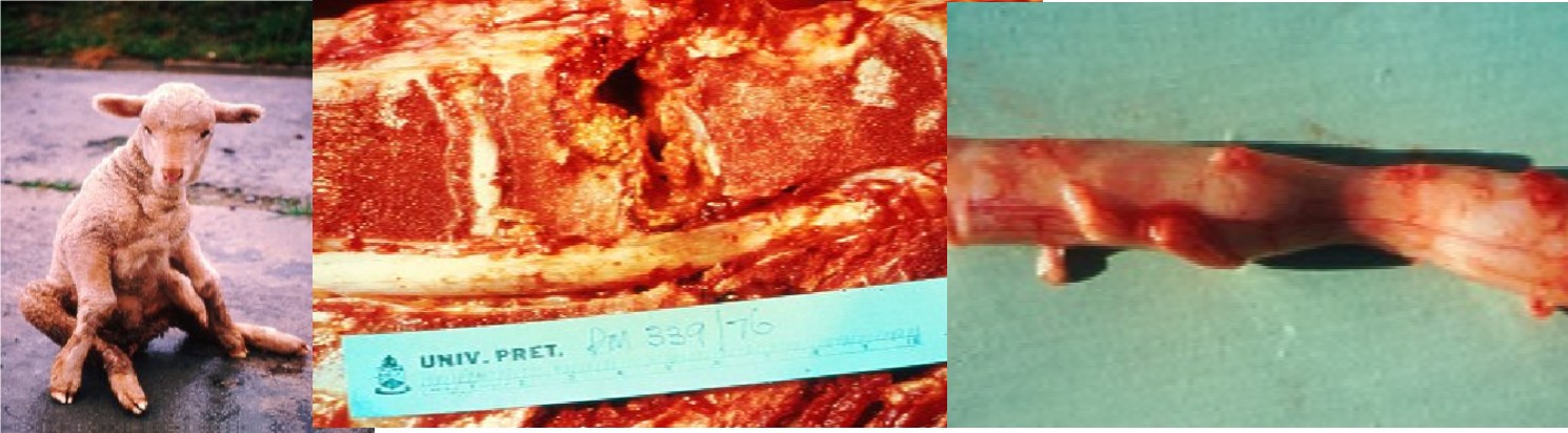Sitting disease in lambs caused by Trueperella pyogenes