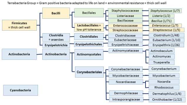 Streptococcal Diseases in Animals – Bacterial and Fungal Diseases of ...