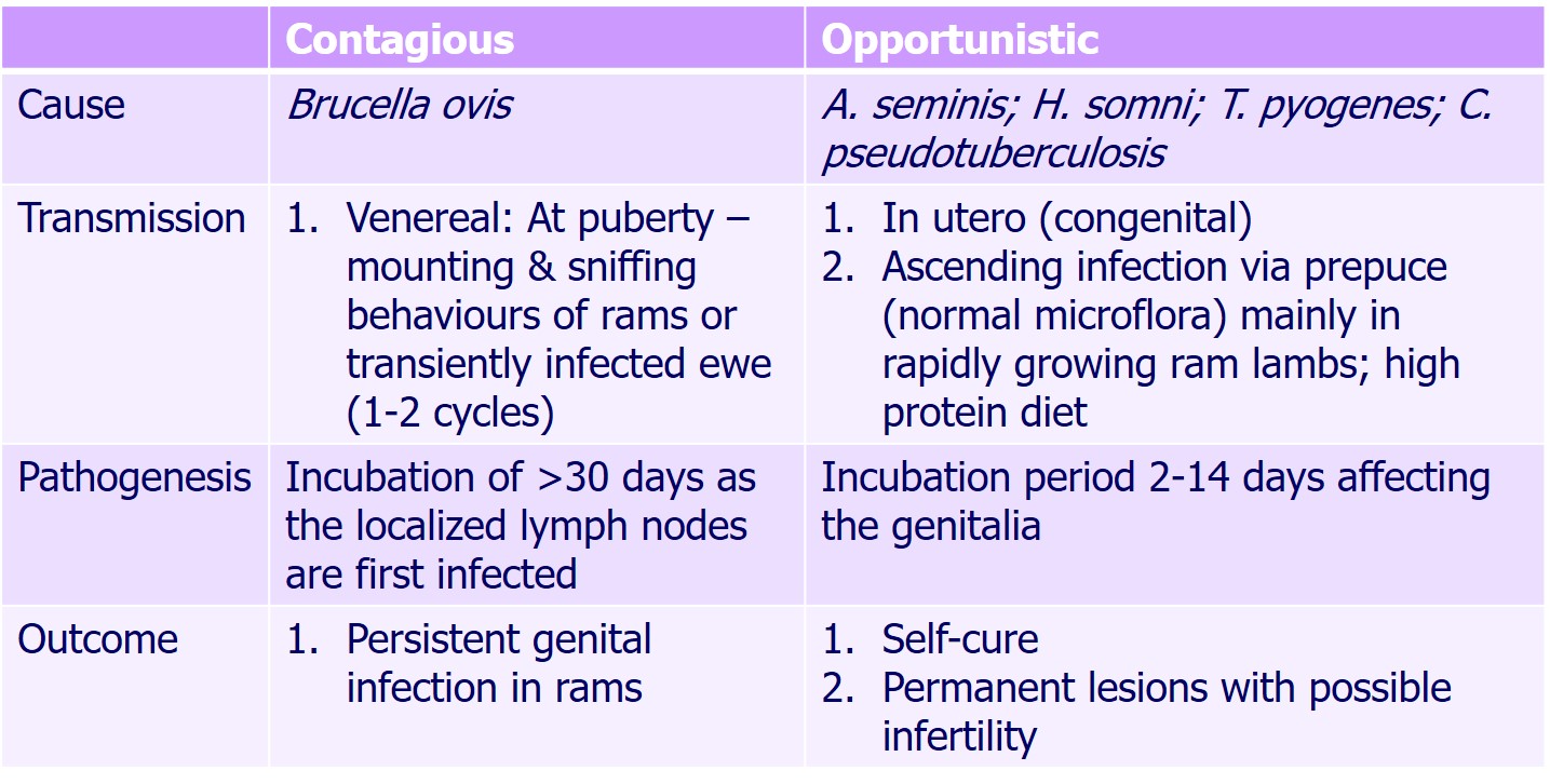 Table comparing contagious from opportunistic epididymitis infections