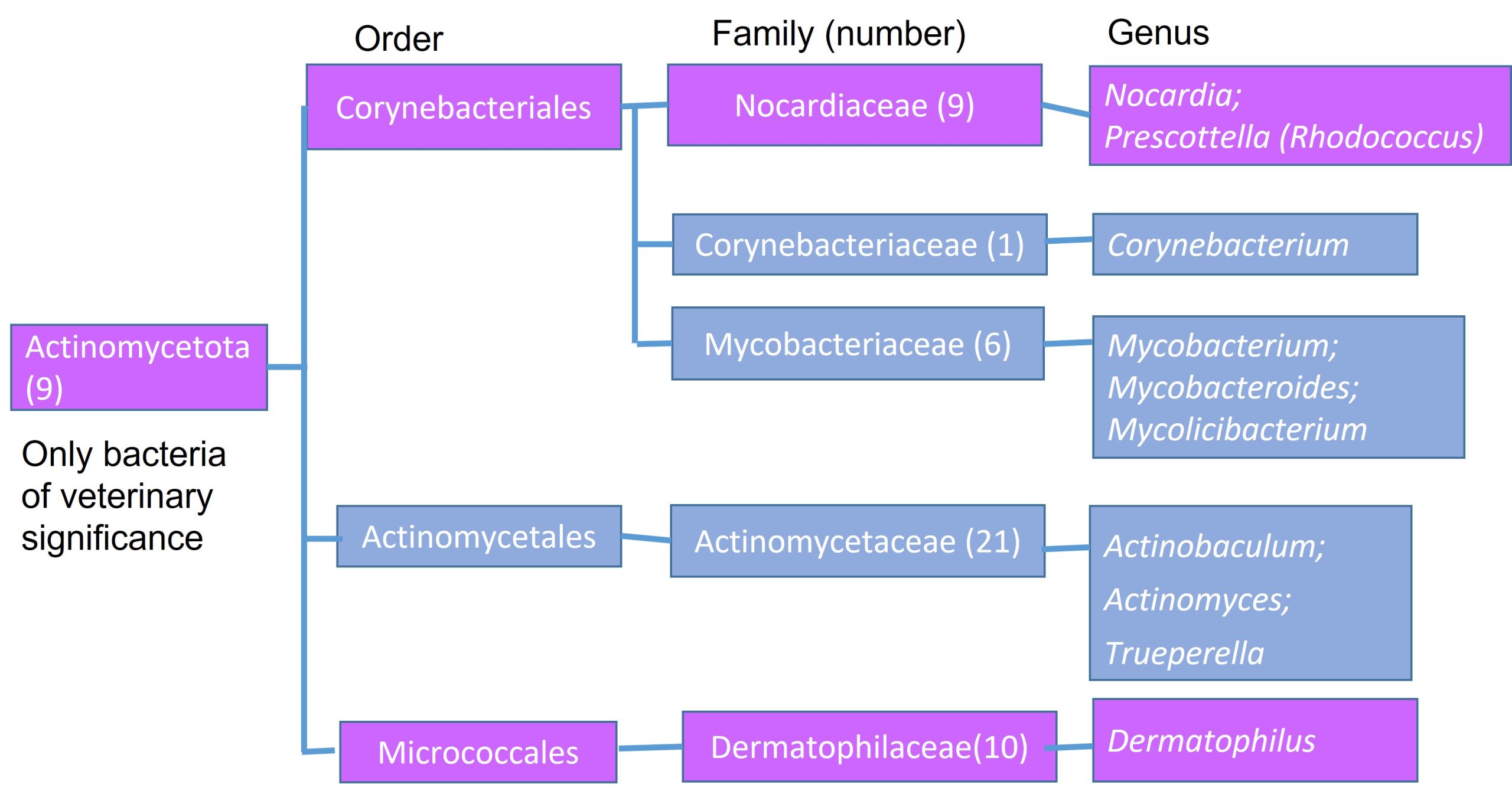 Taxonomic position of Dermatophilus Nocardia and Prescottella
