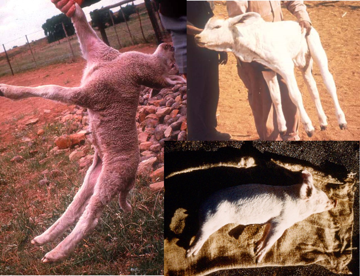 Pictures showing clinical signs of tetanus in a lamb, calf and piglet