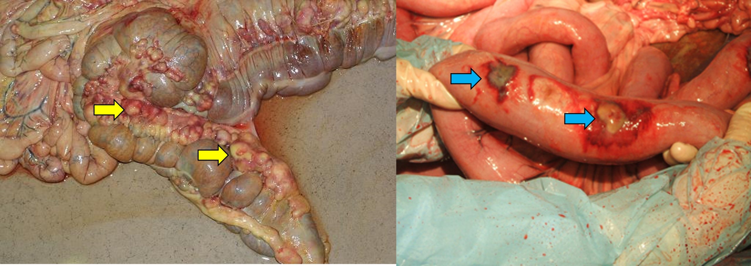Typhlocolitis in foals suffering from rattles