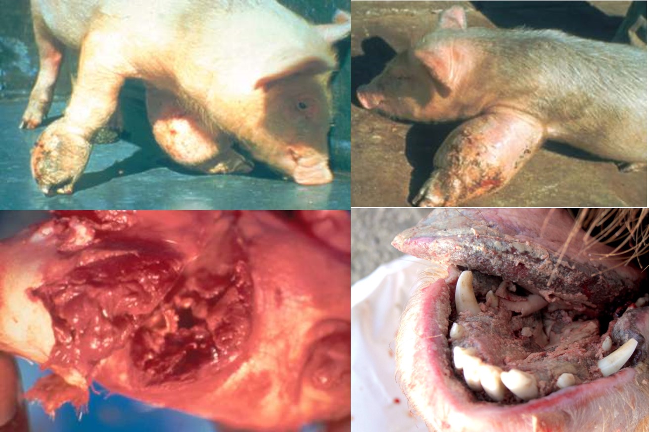 Ulcerative spirochaetosis in pigs with the upper pictures showing severe swelling of the forelimbs, the lower pictures showing ulceration of a forelimb and mouth respectively