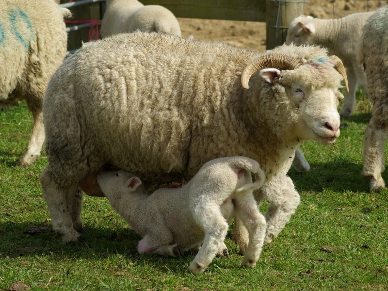 vigorous suckling lambs