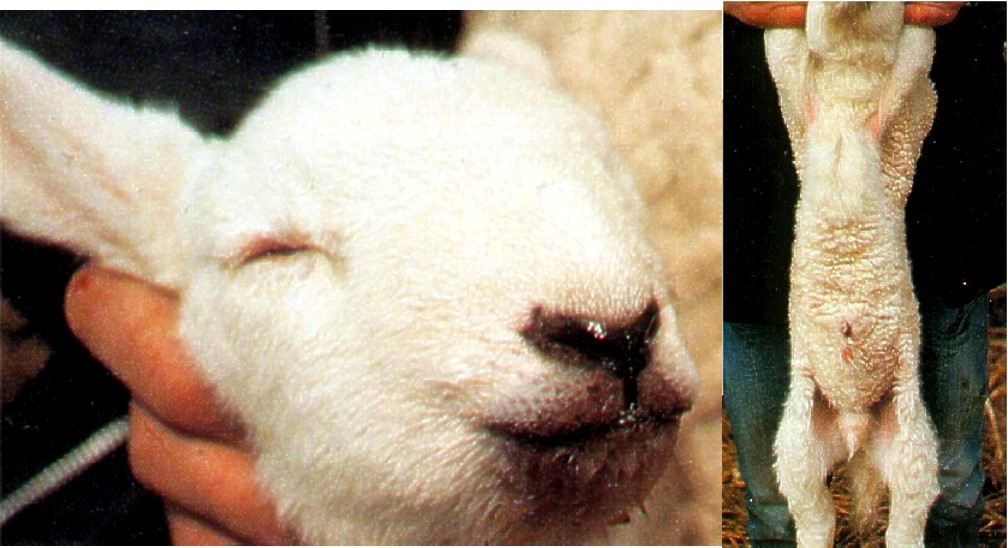 Watery mouth in lambs suffering from septicaemia caused by Escherichia coli. Endotoxaemia in these lambs causes an increase in blood vessel permeability leading to fluid accumulation in the abdomen (percussion and auscultation of the abdomen will reveal sloshing sounds) and the mouths drip. There is also subcutaneous oedema.