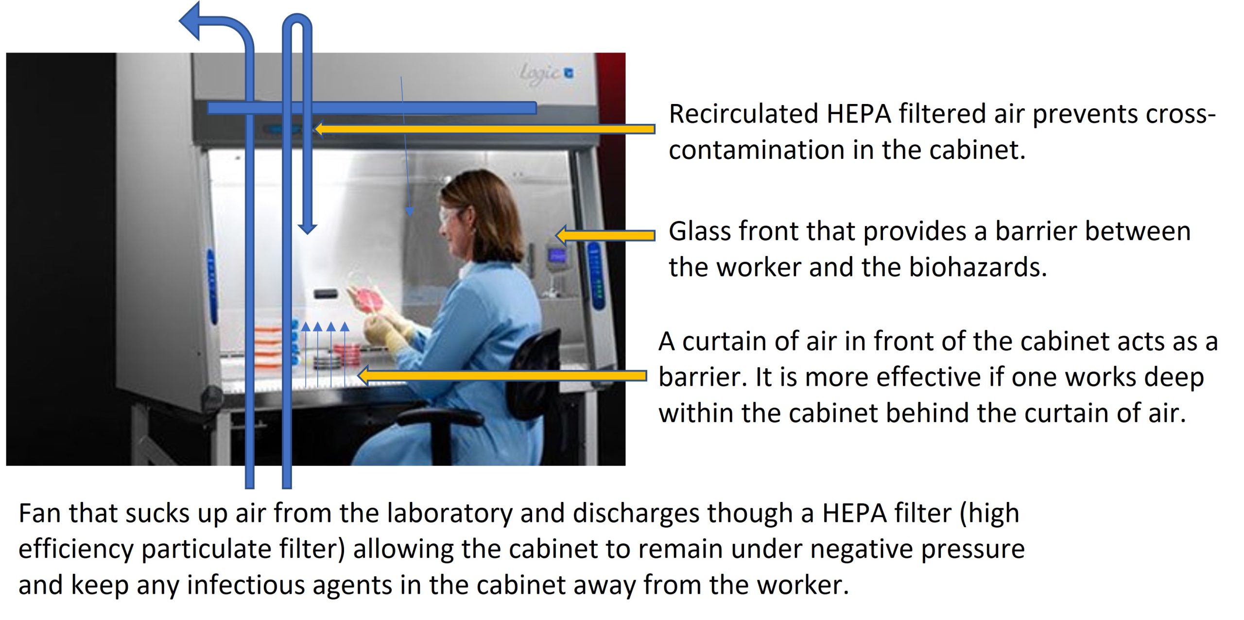 How a BSC Type 2 A2 works. This is the standard bosafety cabinet used in BSL-2 microbiology laboratories.