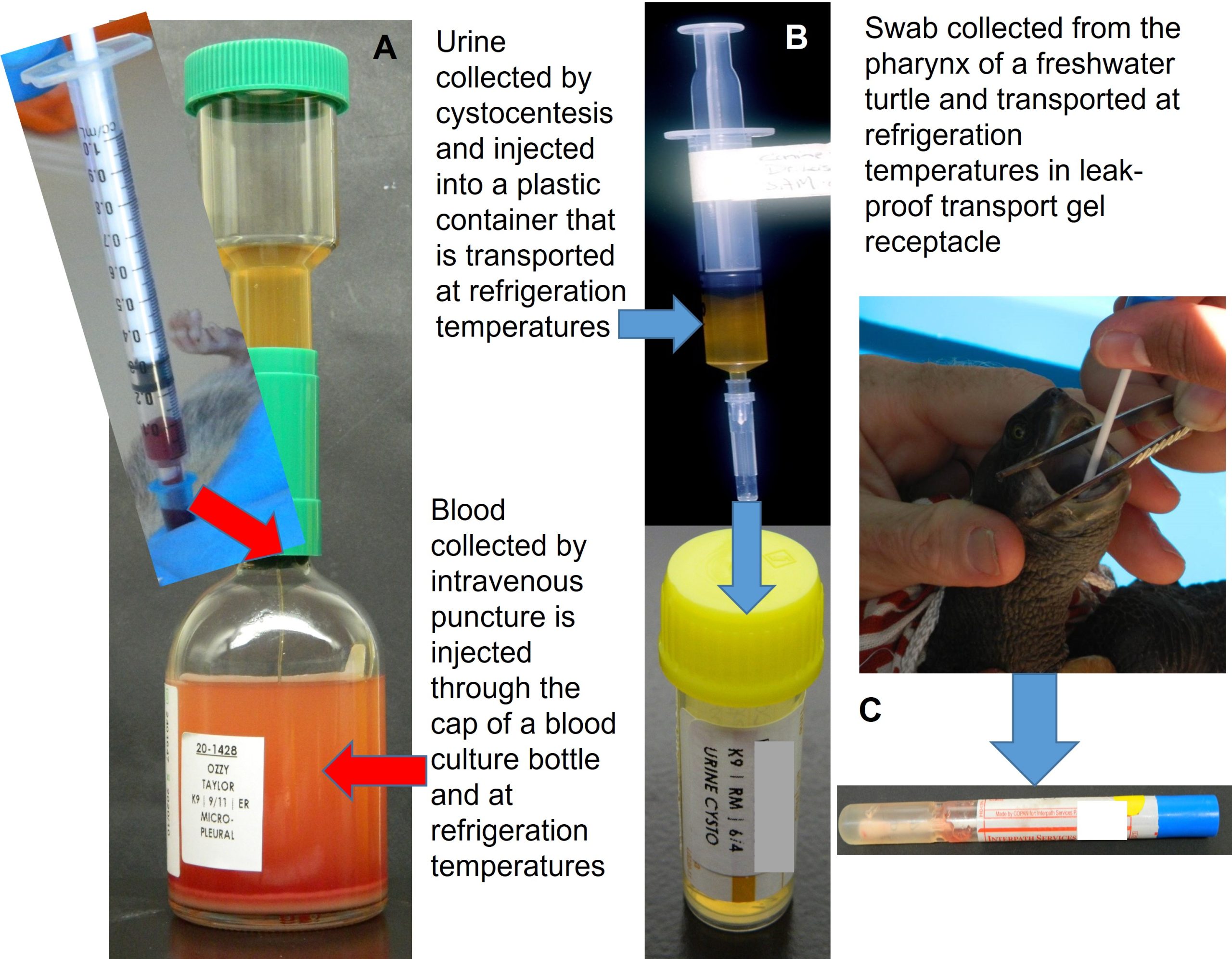 Examples of sample types for microbiological analysis