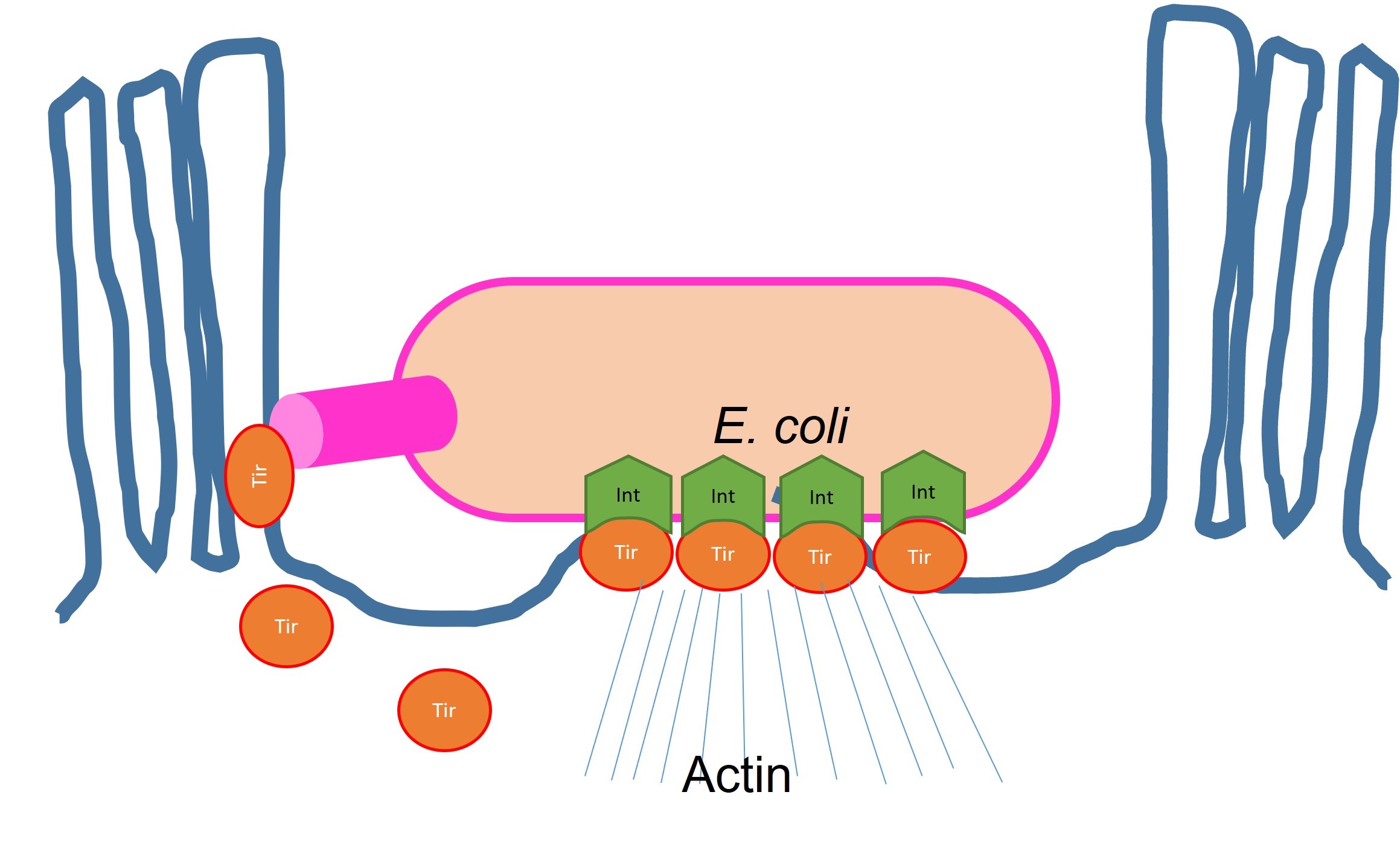 Diagram showing the molecules associated with attaching and effacing Escherichia coli anchoring to intestinal cells