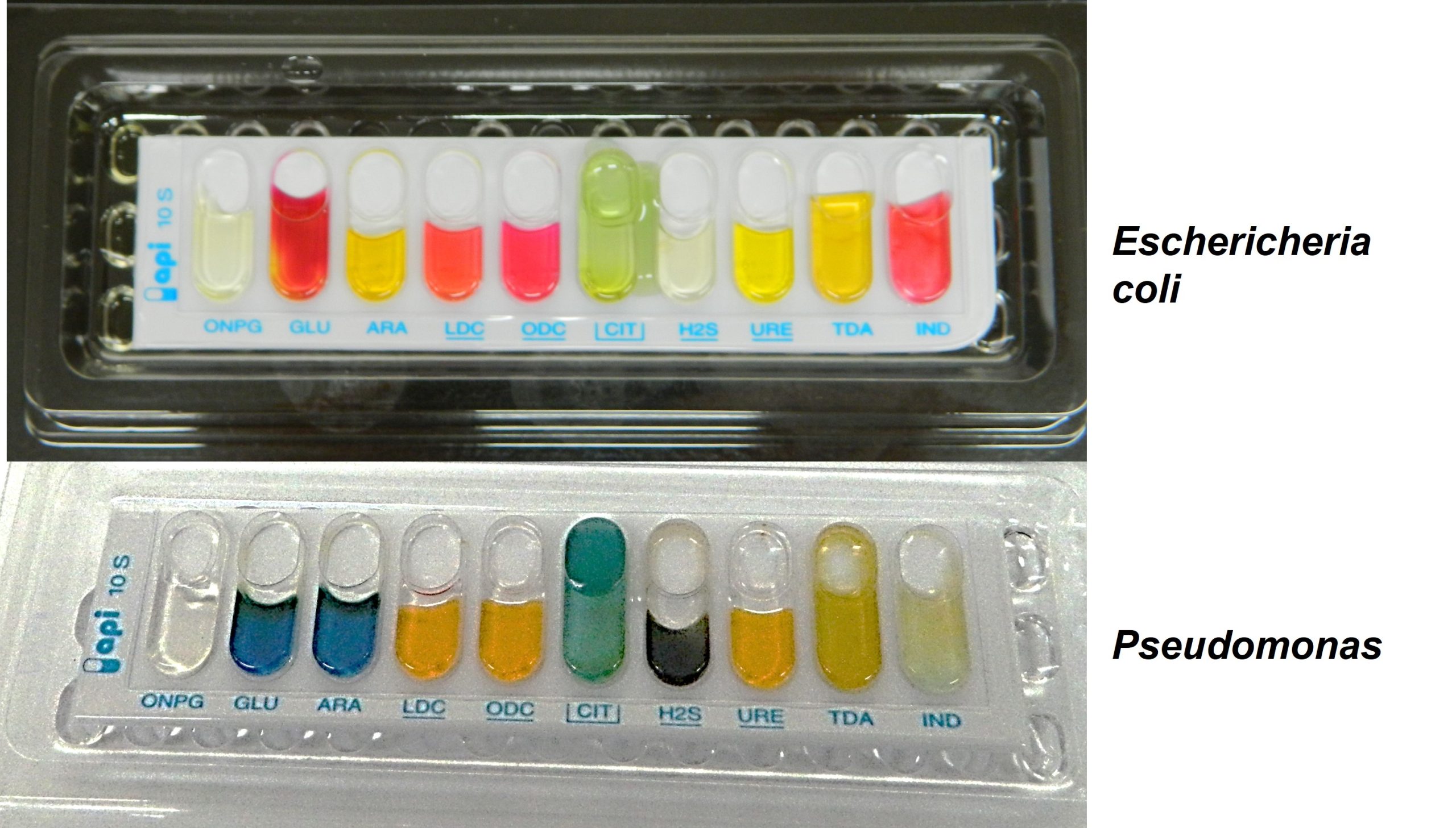 Commercial substrate utilisation/fermentation tests (API10S) showing the differences in substrate use or fermentation that can be used to identify Escherichia coli and Pseudomonas species.