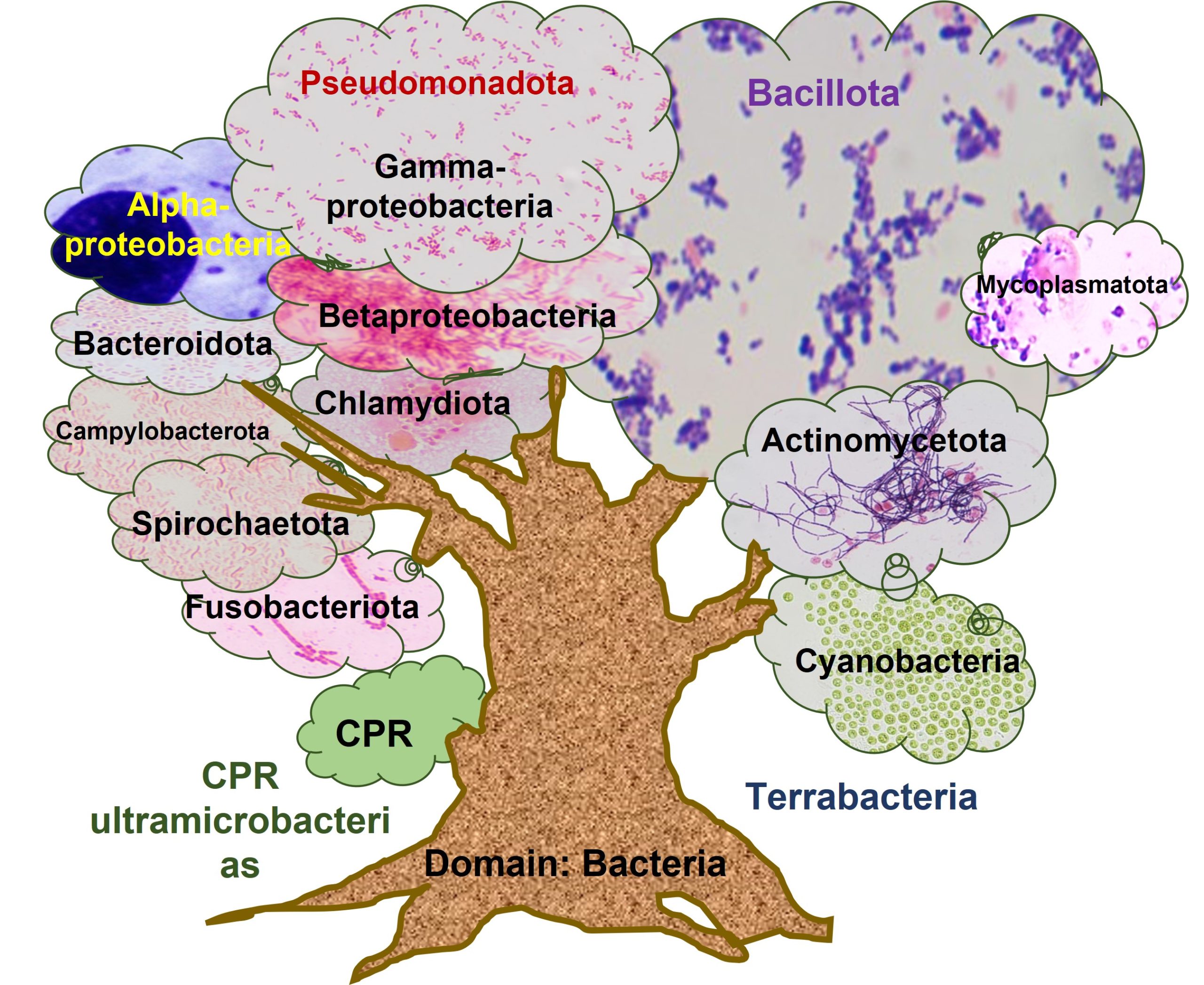 Bacterial tree representing the different bacterial phyla