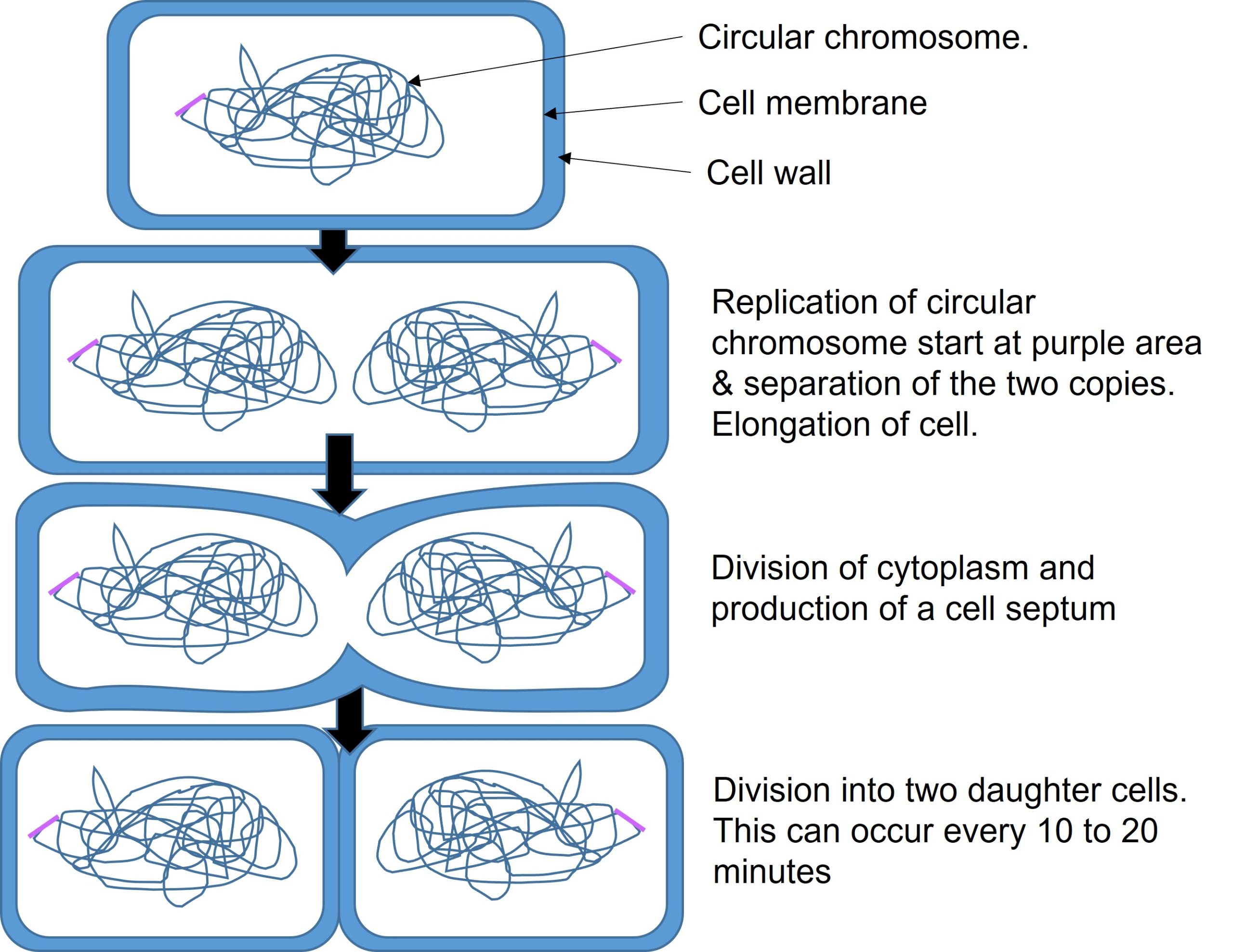Diagram illustrating binary fission. The image shows 4 images showing cell reproduction. First, a circular chromosome with a bacterial rod, within the cell membrane and wall. Next there is replication of circular chromosome. This begins at the bacterial rod, where there is separation of the two copies and elongation of the cell. Next there is a division of the cytoplasm and production of cell septum. Finally the division into two daughter cells. This can occur every 10 to 20 minutes.
