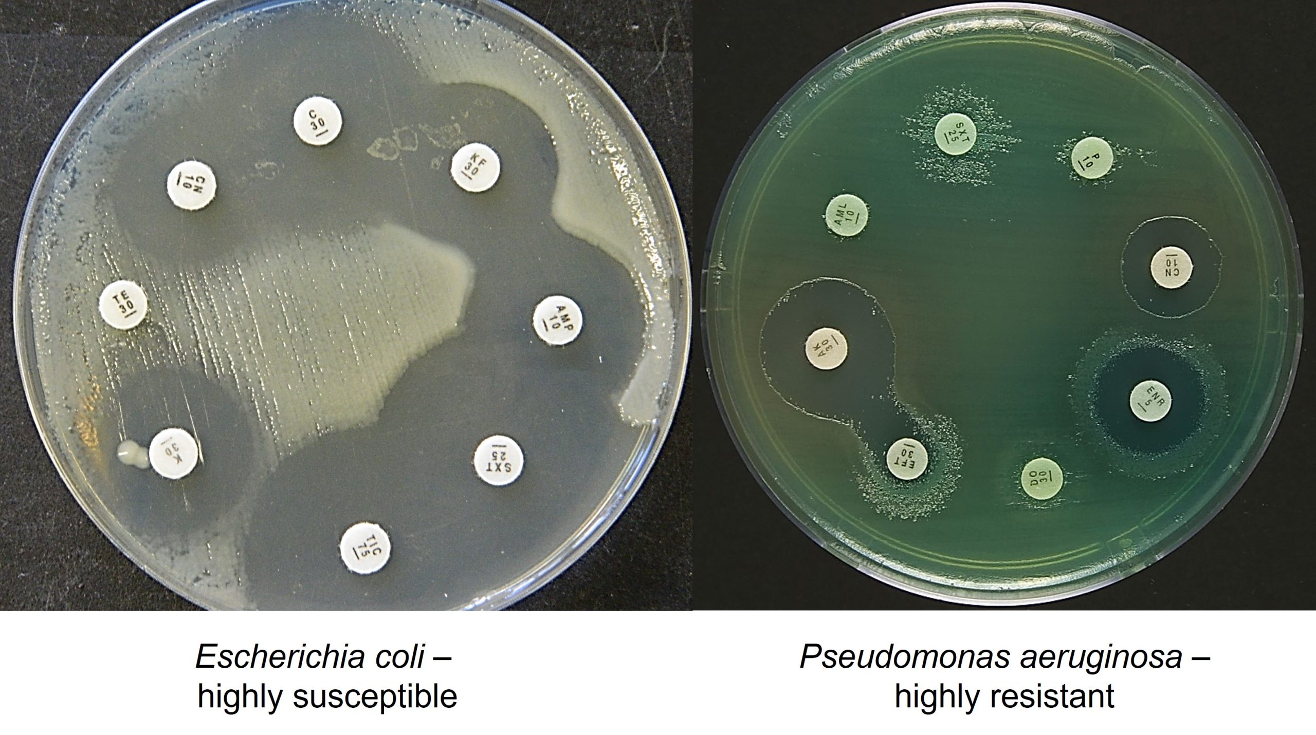 Antibiotic disk diffusion test, showing the inhibition of growth of Escherichia coli on the left and Pseudomonas aeruginosa on the right by different antibiotic containing paper disks. The antibiotic in the disk, once in contact with the moist agar will diffuse into the agar proportionally to its concentration and size.