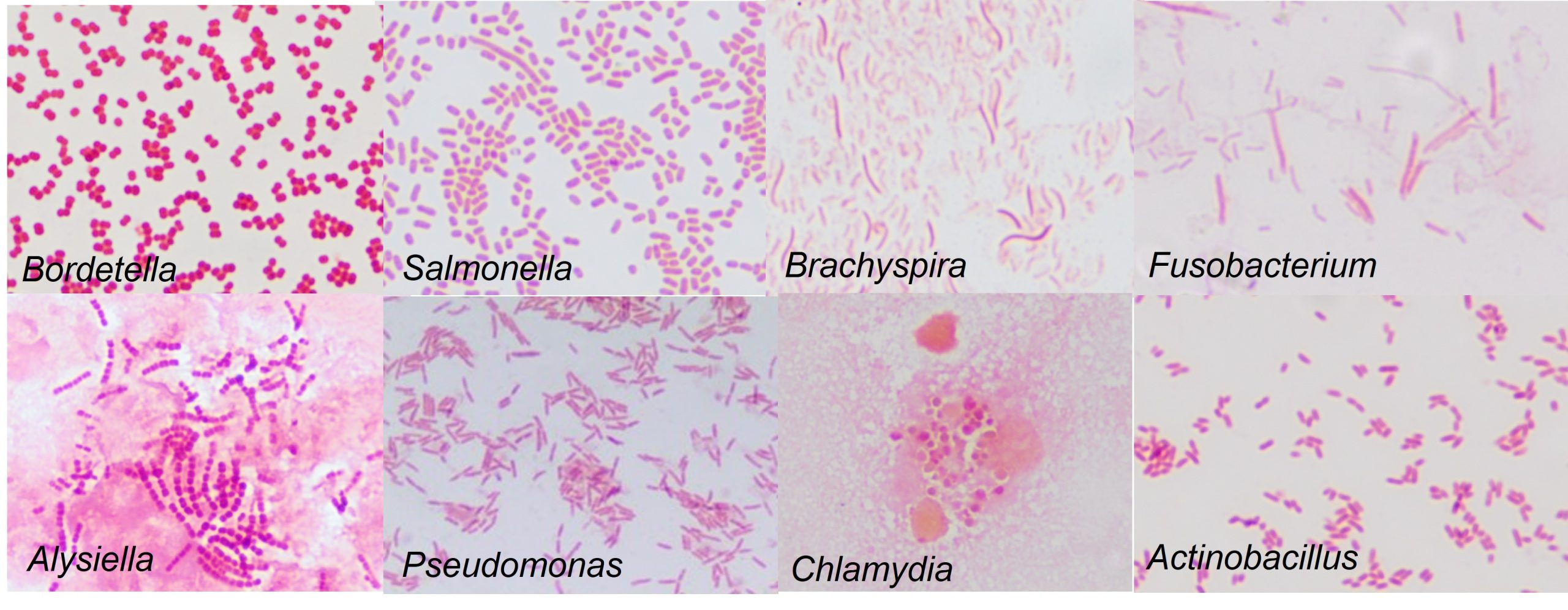 Different morphology of Gram negative bacteria