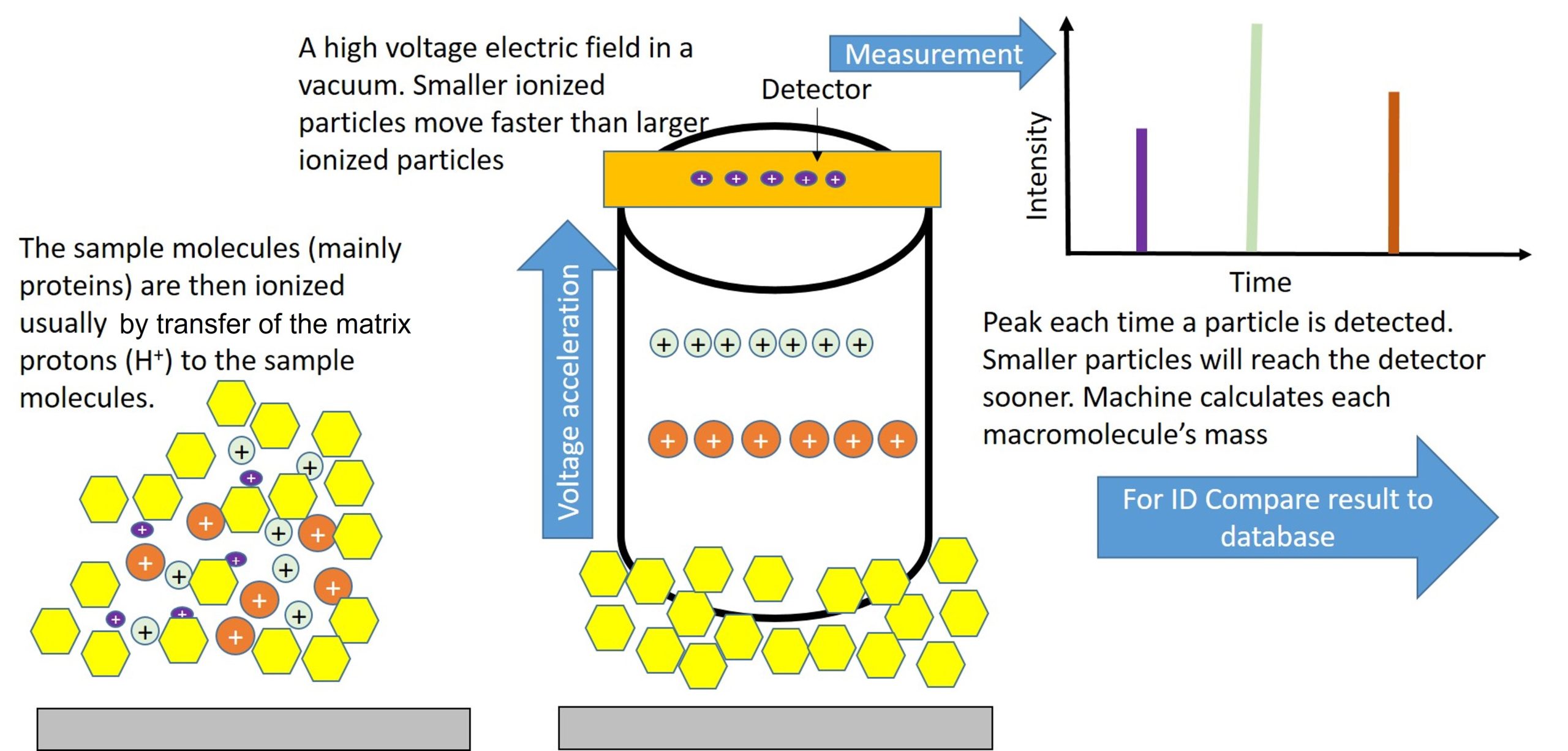 The principle of the MALDITOF Part 2. The Matrix donates protons to the sample macromolecules, ionizing them. These ionized sample macromolecules are accerlerated across a vacuum with the smaller molecules moving the fastest. This difference is detected using a spectrophotometer and recorded as a frequency chart. This frequency chart is matched with frequency charts of known bacterial species or strains in a data base and thus identified.